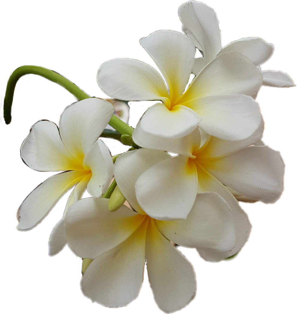 Detail Bunga Putih Png Nomer 33