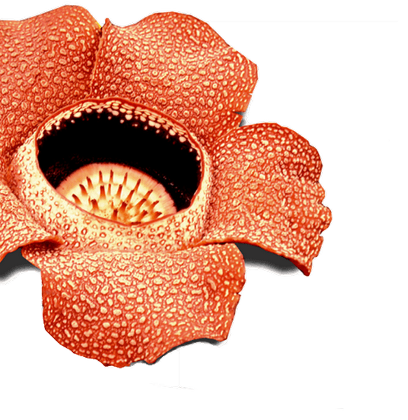 Detail Bunga Raflesia Png Nomer 2