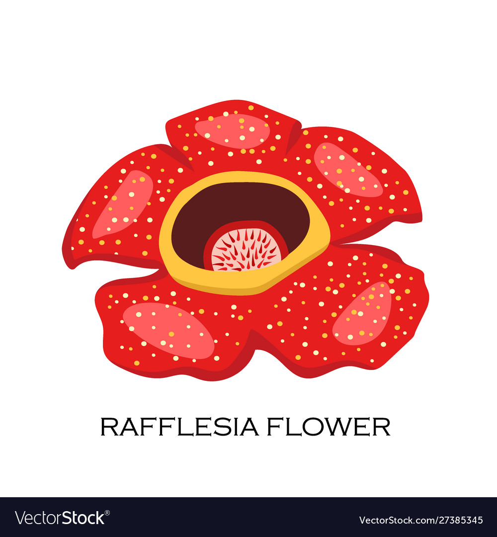 Detail Bunga Raflesia Png Nomer 6