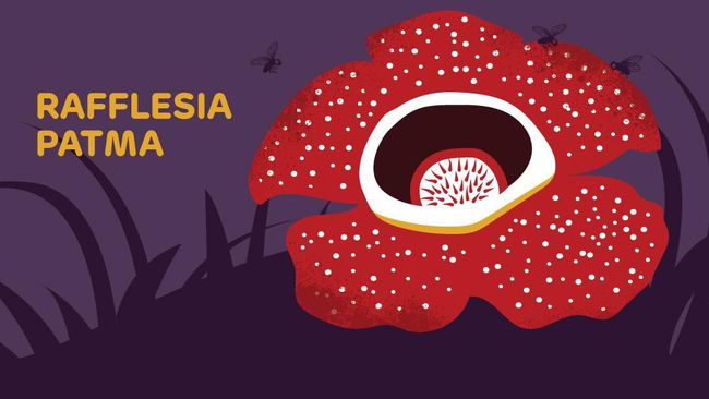 Detail Bunga Raflesia Png Nomer 46