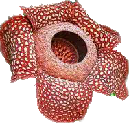 Detail Bunga Raflesia Png Nomer 52