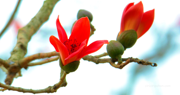 Detail Bunga Randu Alas Nomer 4