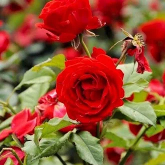 Detail Bunga Ros Merah Nomer 27