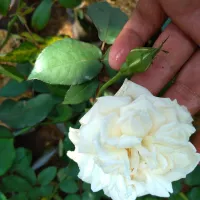 Detail Bunga Ros Putih Nomer 43