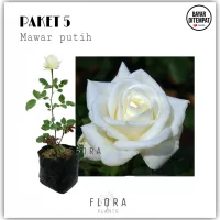 Detail Bunga Ros Putih Nomer 53