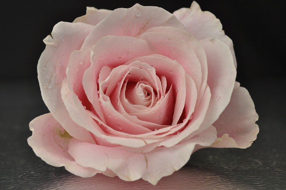 Detail Bunga Rose Pink Nomer 29