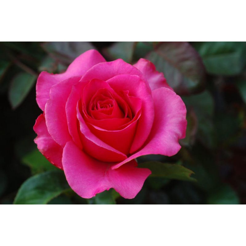 Detail Bunga Rose Pink Nomer 32