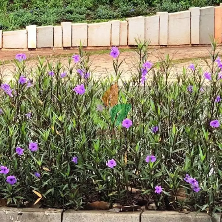 Detail Bunga Ruellia Ungu Nomer 31