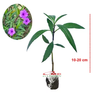 Detail Bunga Ruellia Ungu Nomer 50