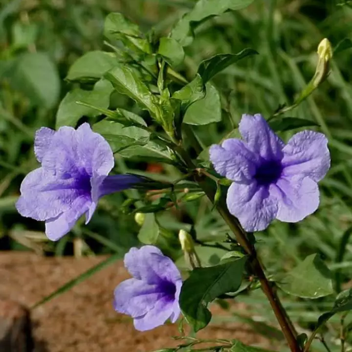 Detail Bunga Ruellia Ungu Nomer 54