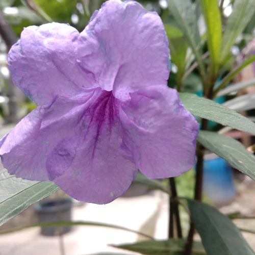 Detail Bunga Ruellia Ungu Nomer 57