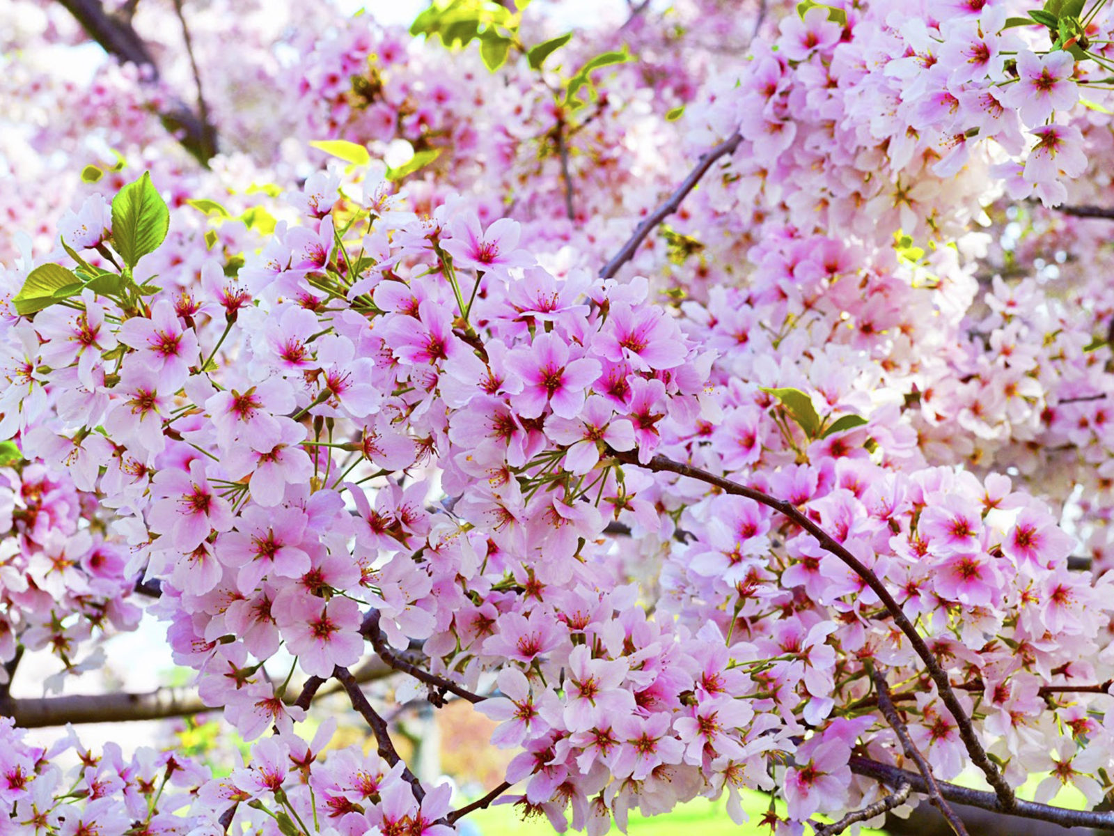Detail Bunga Sakura Background Nomer 15