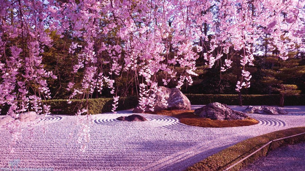 Detail Bunga Sakura Background Nomer 17