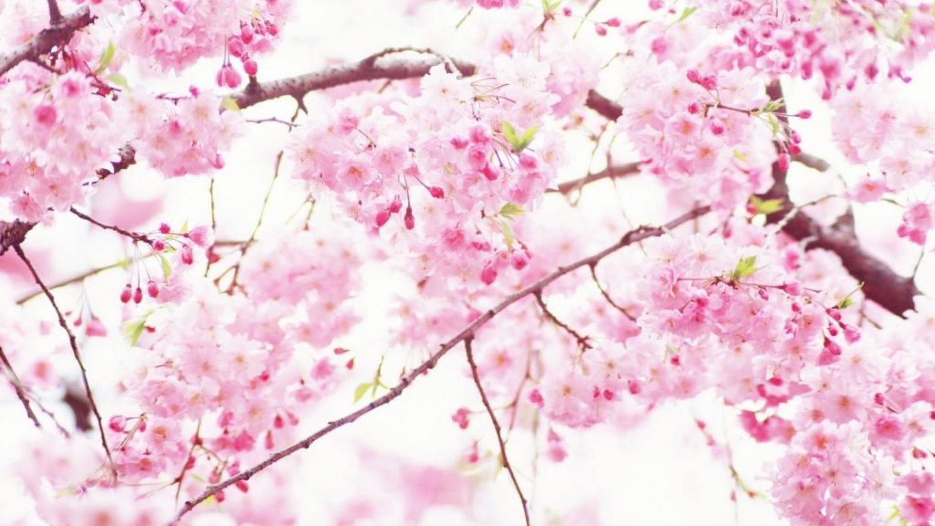 Detail Bunga Sakura Background Nomer 30