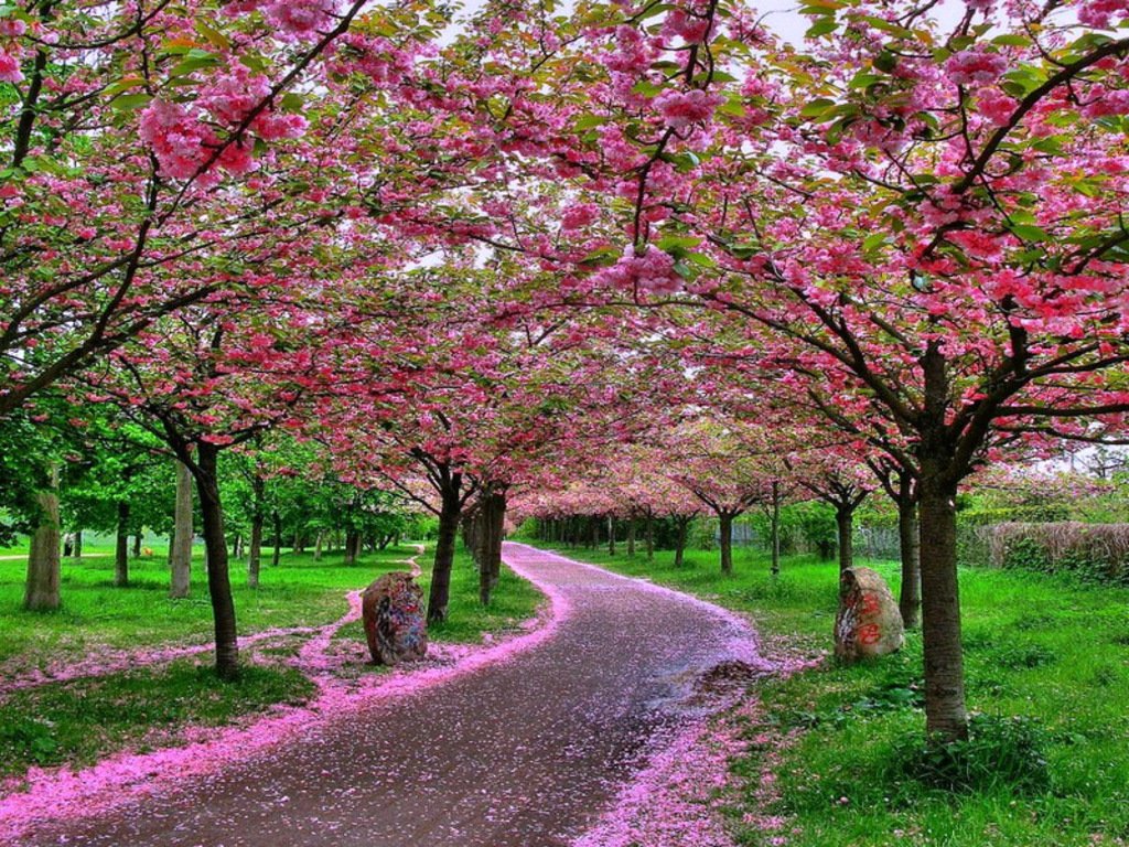 Detail Bunga Sakura Background Nomer 37