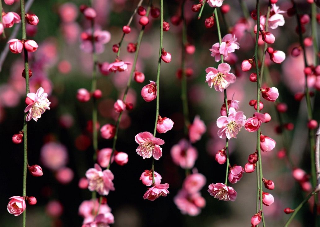 Detail Bunga Sakura Background Nomer 6