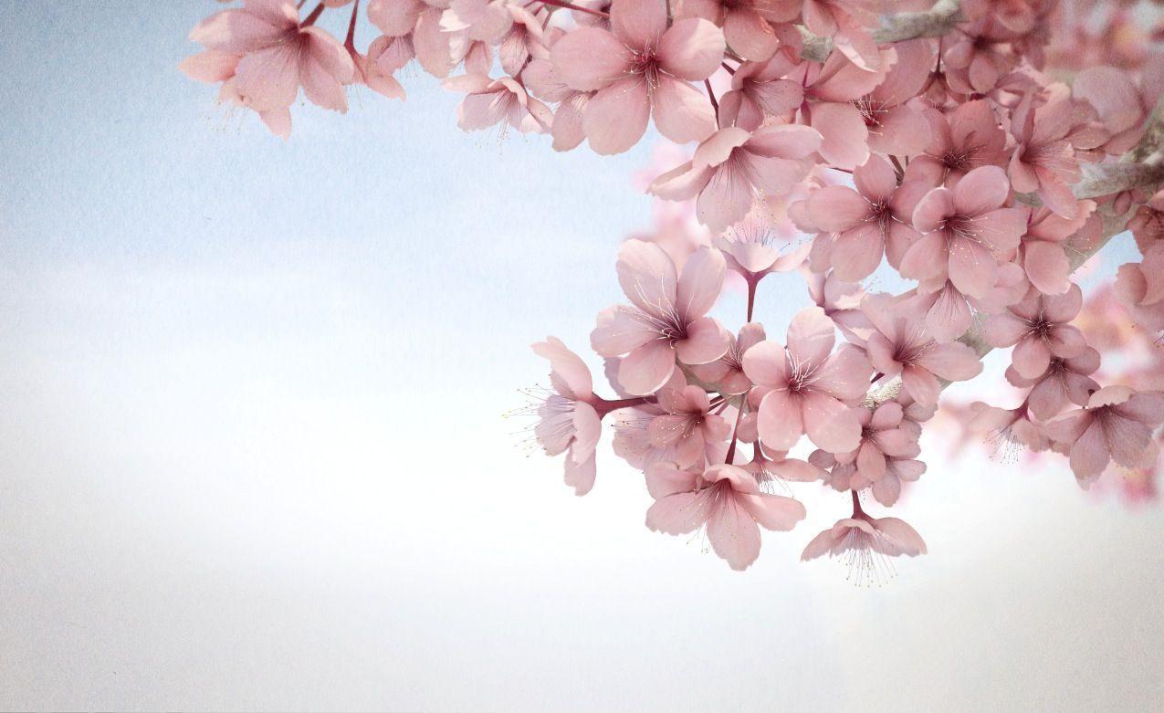 Detail Bunga Sakura Background Nomer 56