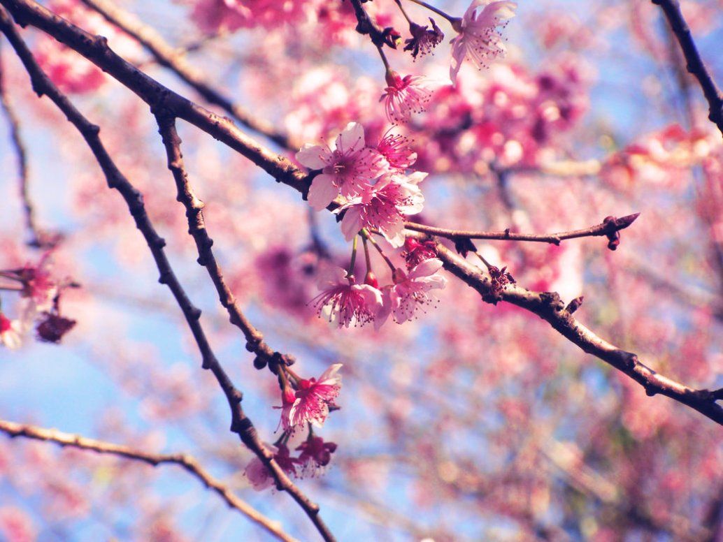 Detail Bunga Sakura Background Nomer 9