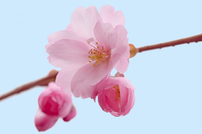 Detail Bunga Sakura Berwarna Nomer 6