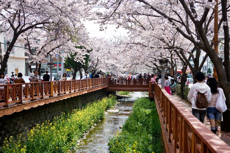 Download Bunga Sakura Di Korea Nomer 45