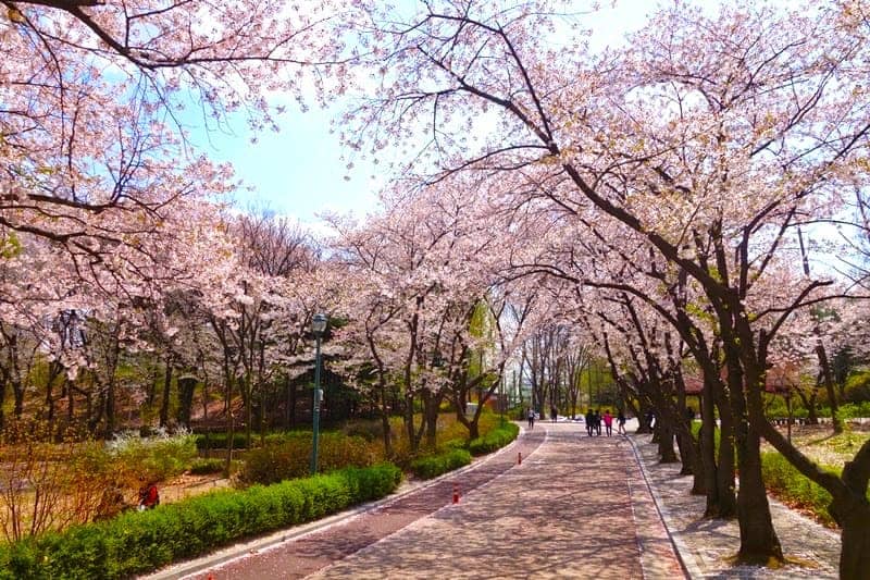 Detail Bunga Sakura Di Korea Nomer 49