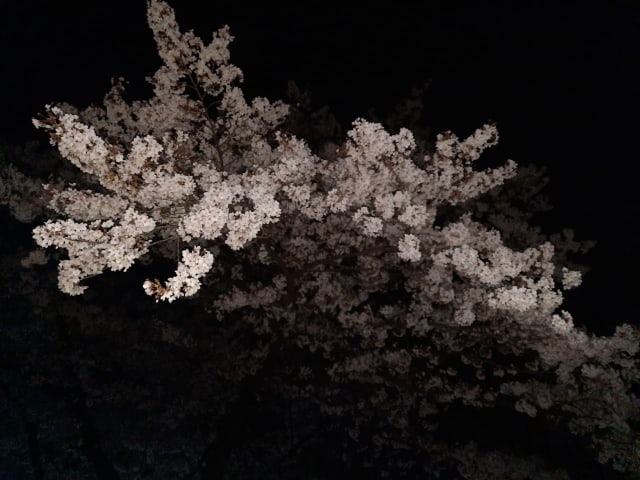 Detail Bunga Sakura Di Korea Nomer 53
