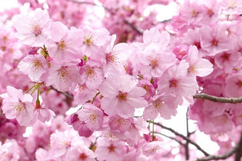 Detail Bunga Sakura Gambar Bunga Nomer 21