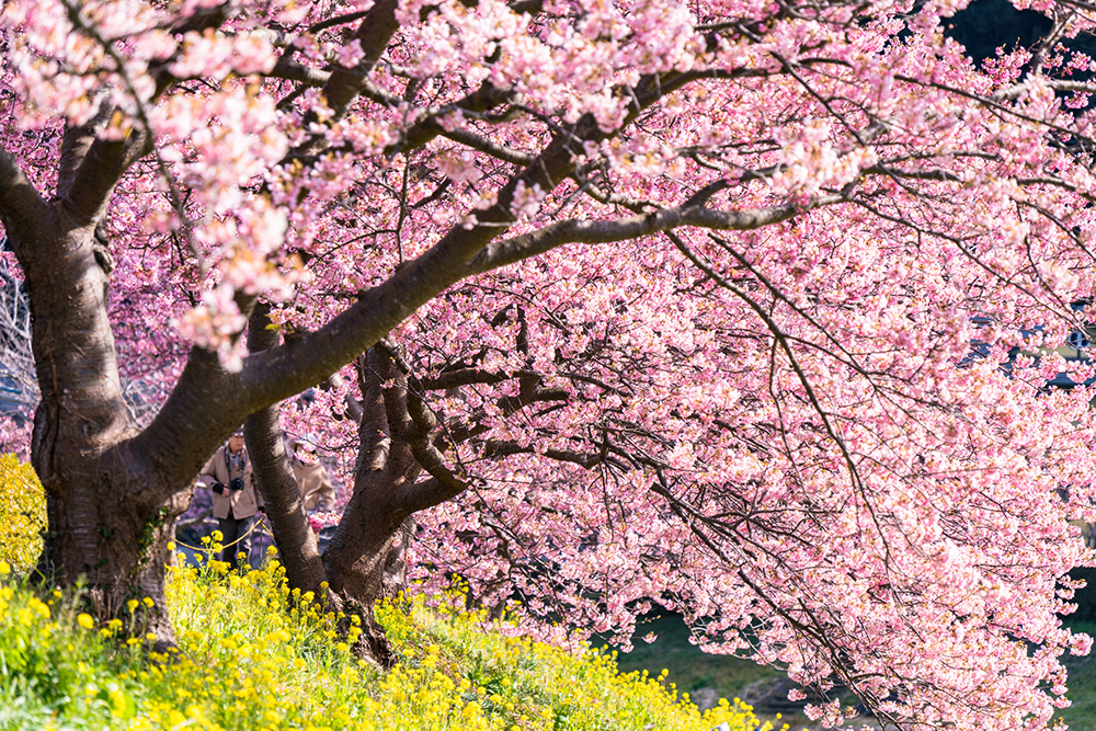 Download Bunga Sakura Gambar Bunga Nomer 27