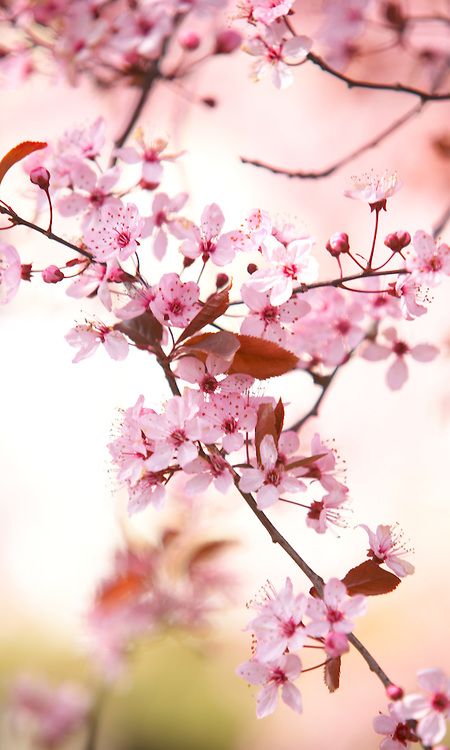 Detail Bunga Sakura Gambar Bunga Nomer 7