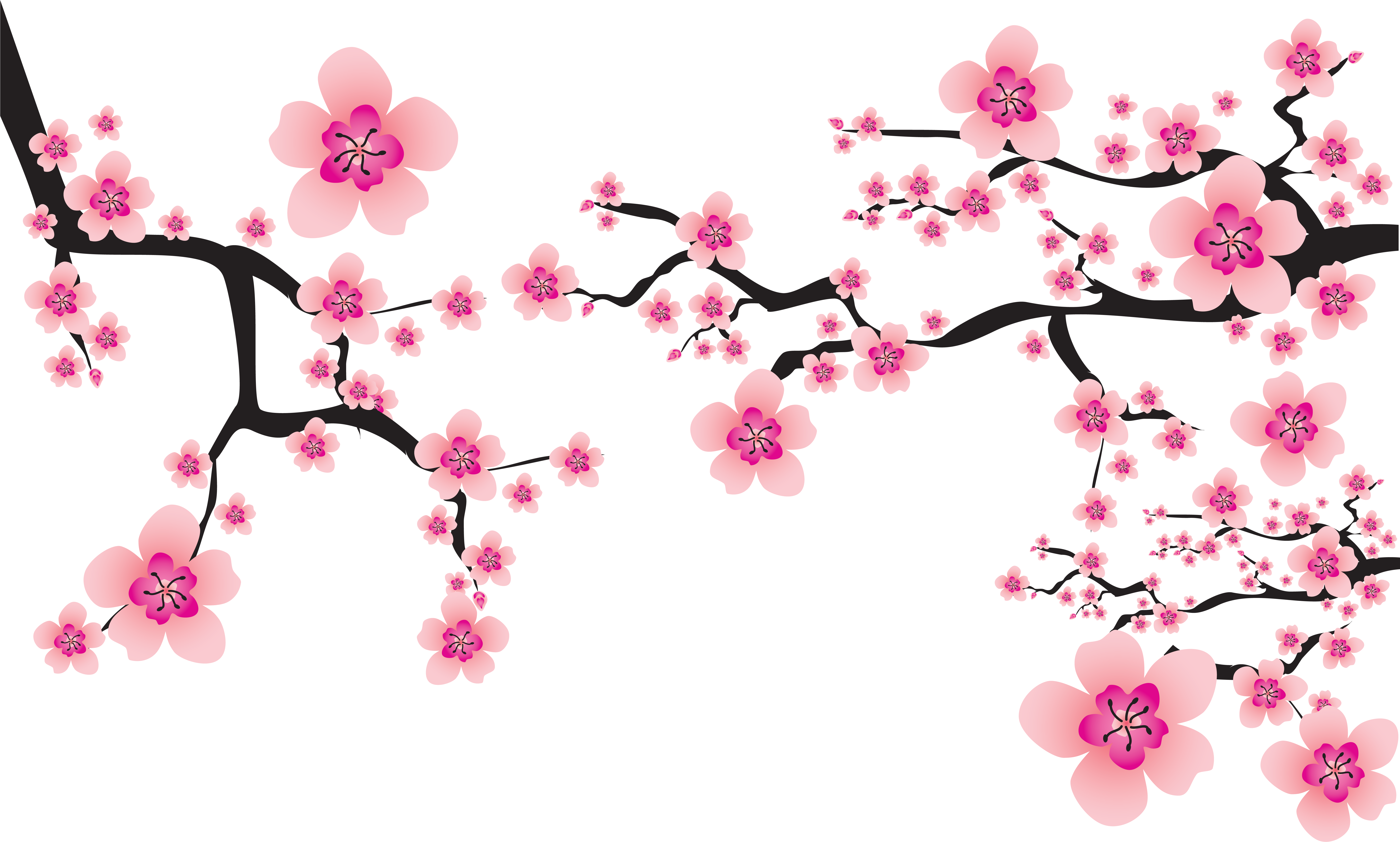 Detail Bunga Sakura Hd Nomer 17