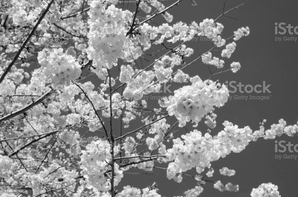 Detail Bunga Sakura Hitam Putih Nomer 27