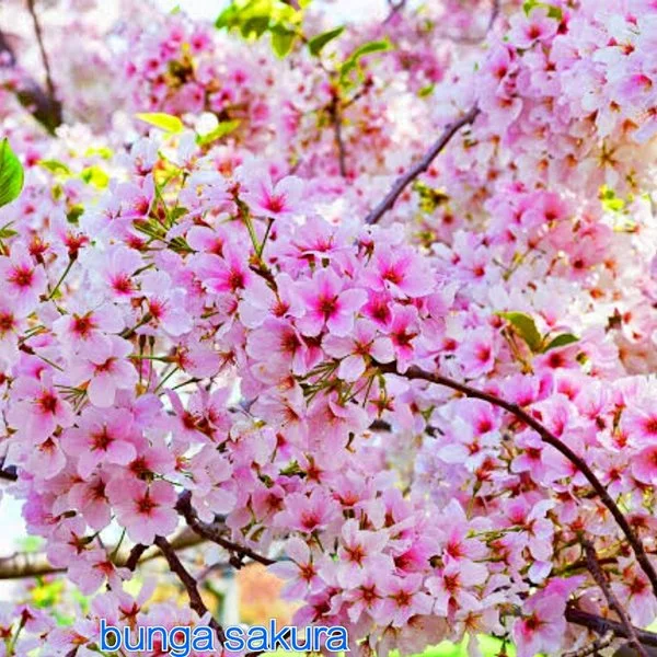 Detail Bunga Sakura Jepang Nomer 11