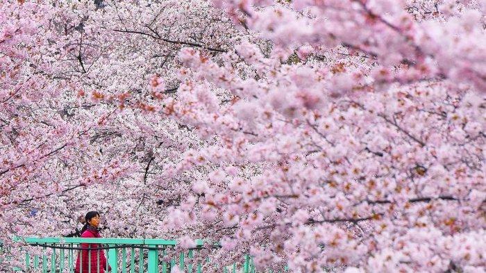 Detail Bunga Sakura Jepang Nomer 13