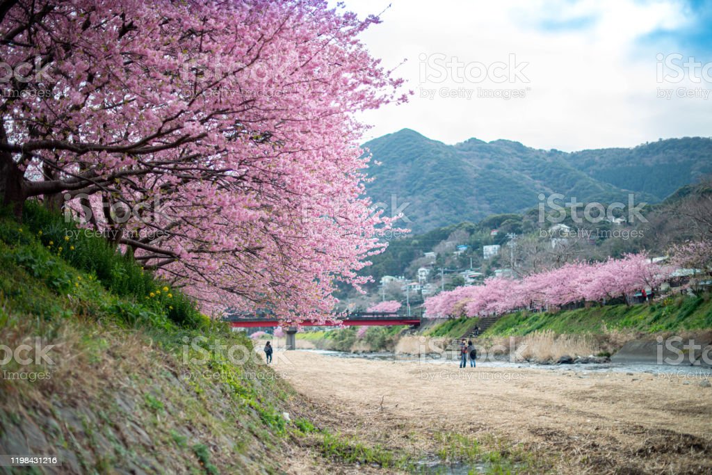 Detail Bunga Sakura Jepang Nomer 43