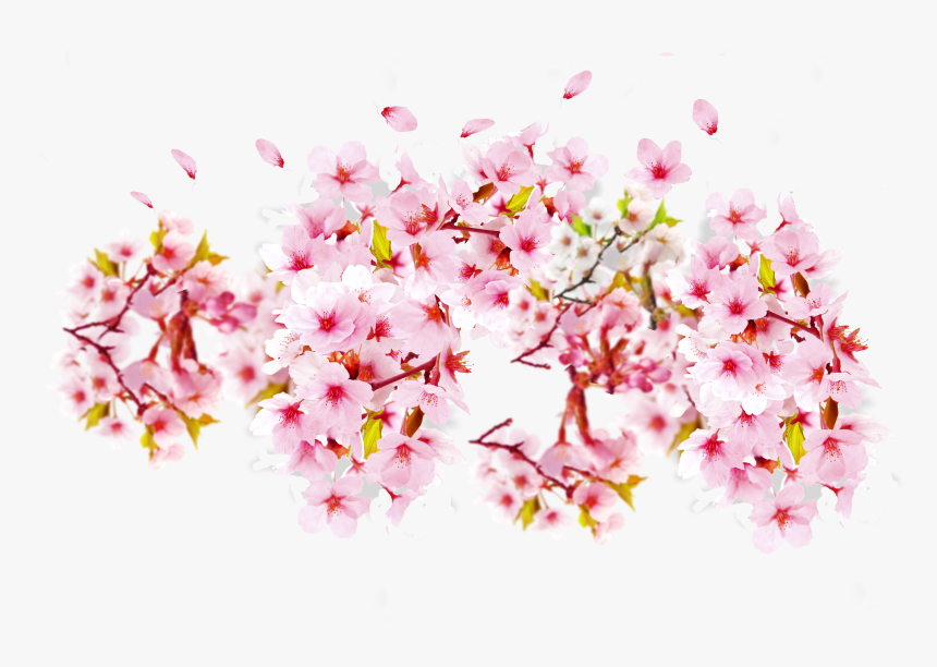 Detail Bunga Sakura Png Nomer 4