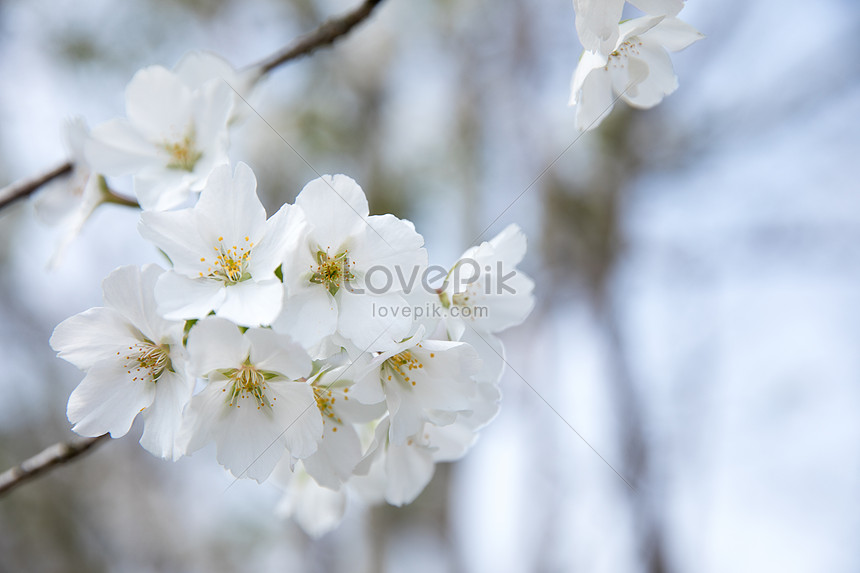 Detail Bunga Sakura Putih Nomer 16