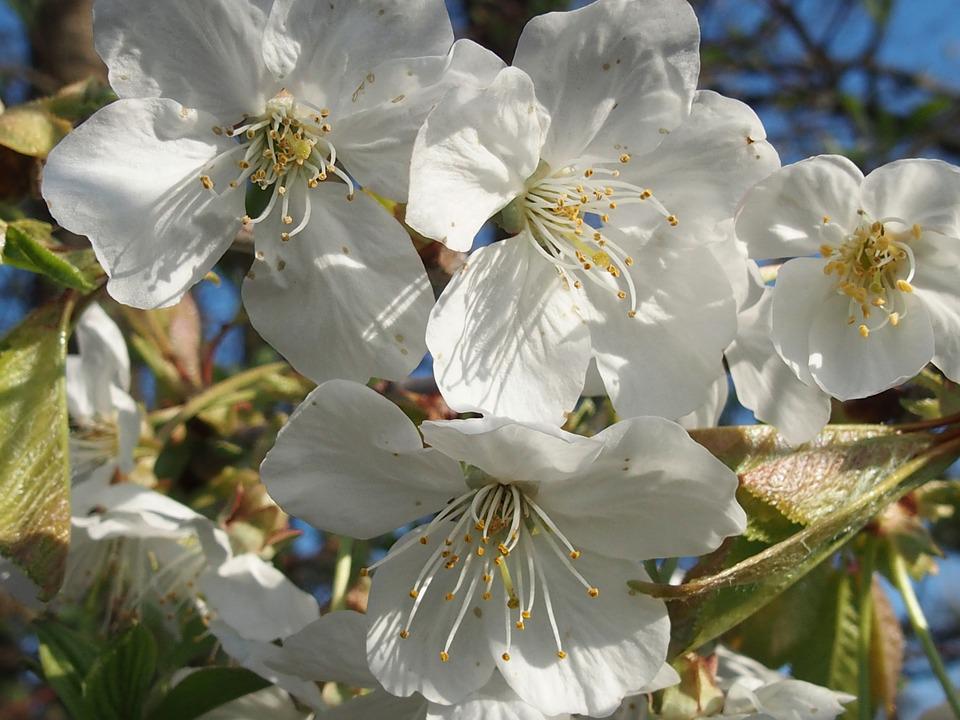 Detail Bunga Sakura Putih Nomer 39