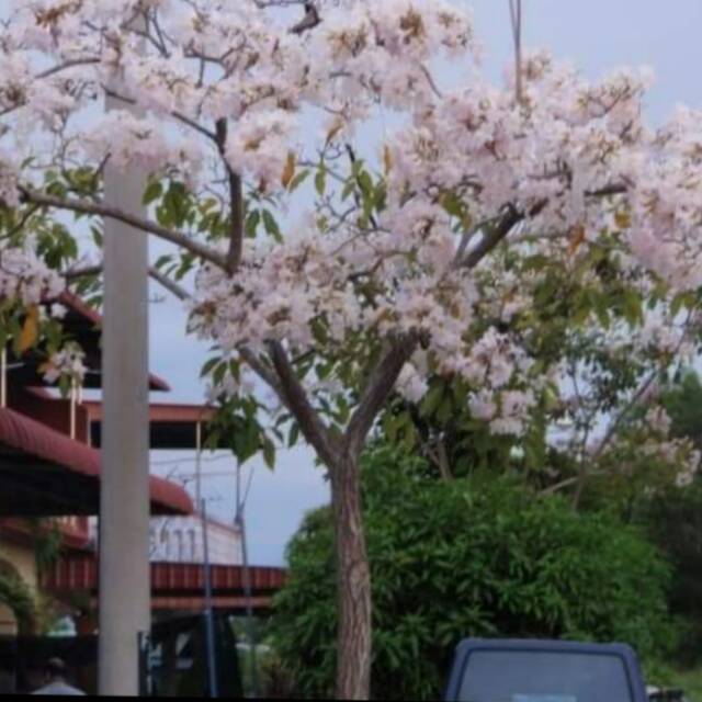 Detail Bunga Sakura Putih Nomer 41