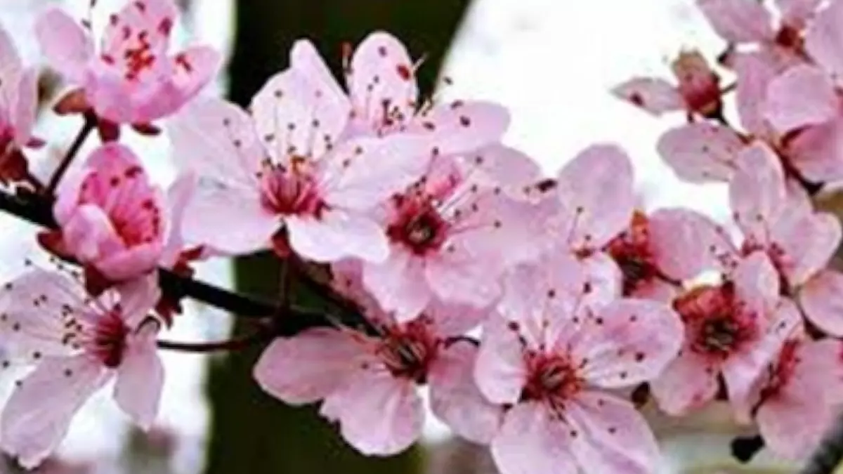 Detail Bunga Sakura Terindah Nomer 49