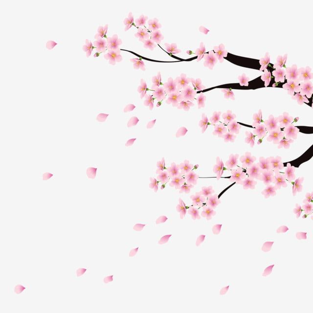 Detail Bunga Sakura Vector Nomer 10