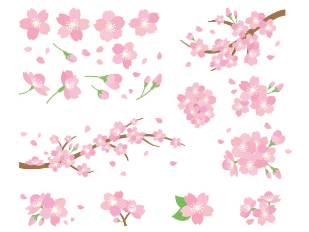Detail Bunga Sakura Vector Free Nomer 37