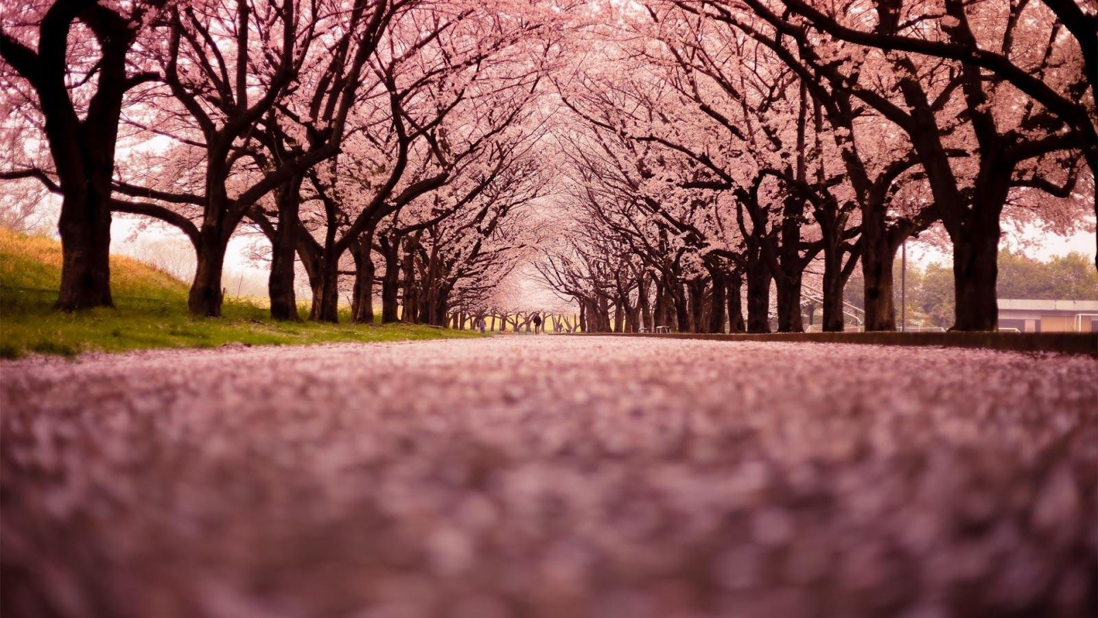 Detail Bunga Sakura Wallpaper Hd Nomer 16