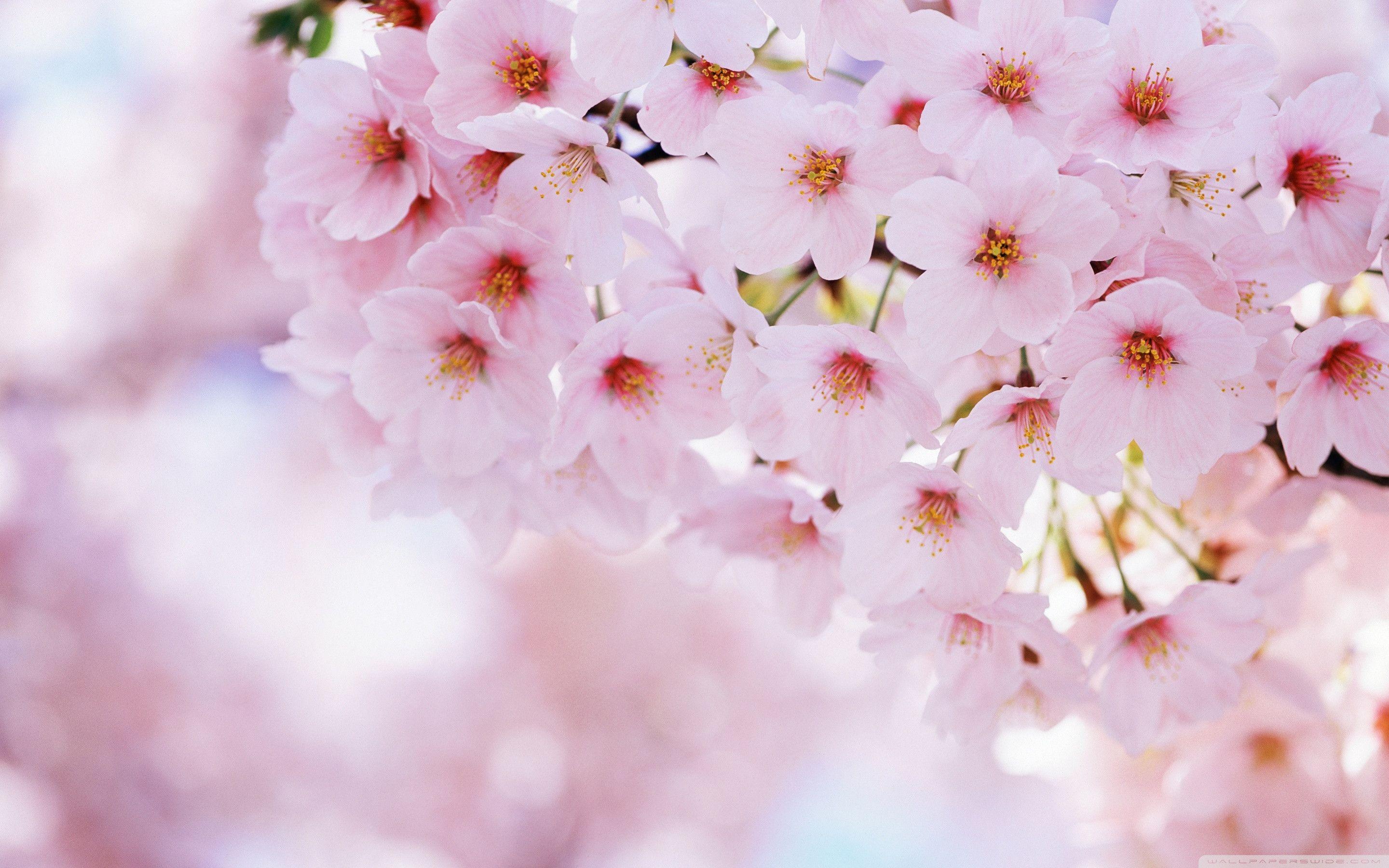 Detail Bunga Sakura Wallpaper Hd Nomer 6