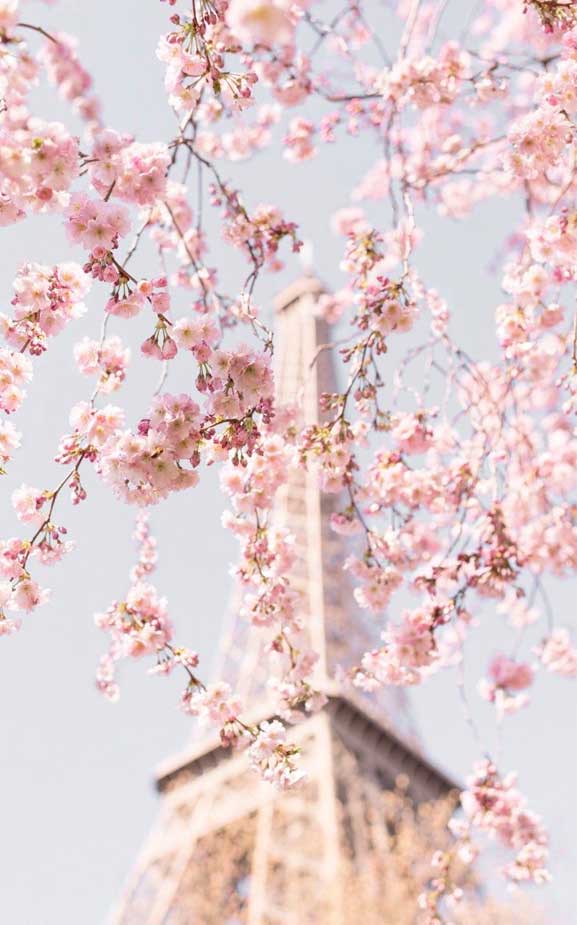 Detail Bunga Sakura Wallpaper Iphone Nomer 31