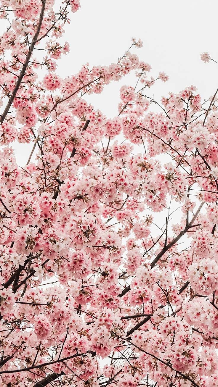 Detail Bunga Sakura Wallpaper Iphone Nomer 38