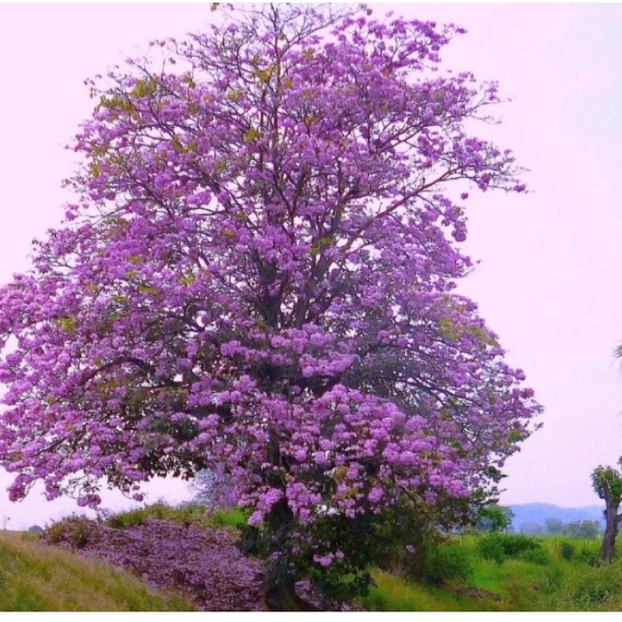 Bunga Sakura Warna Ungu - KibrisPDR