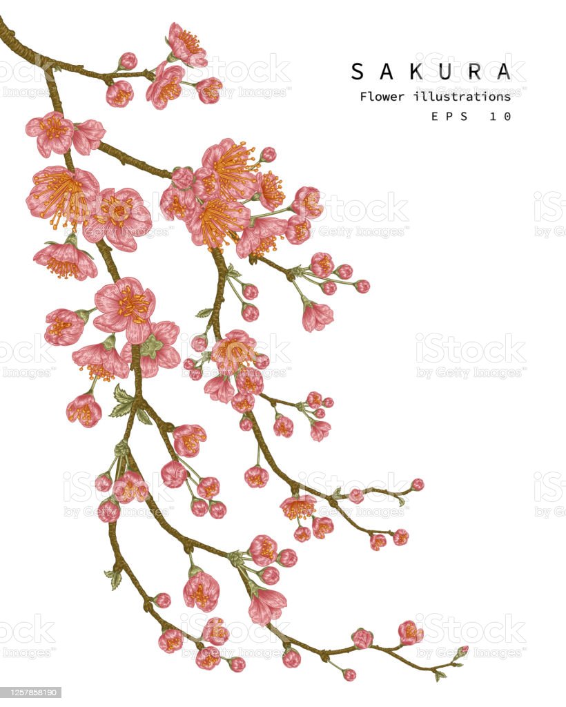 Detail Bunga Sakura Yang Mudah Digambar Nomer 25
