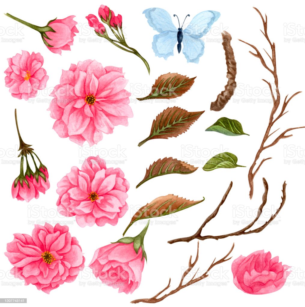Detail Bunga Sakura Yang Mudah Digambar Nomer 31