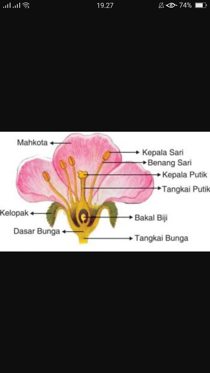 Detail Bunga Sempurna Dan Tidak Sempurna Nomer 48