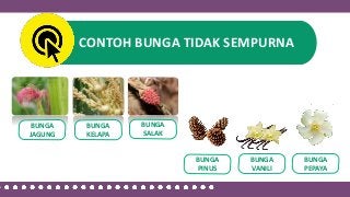 Detail Bunga Sempurna Dan Tidak Sempurna Nomer 53